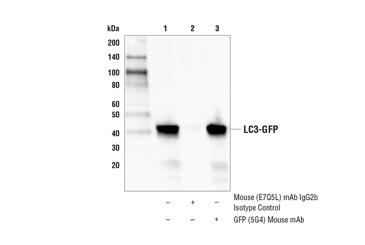 Immunoprecipitation Image 1: GFP (5G4) Mouse mAb