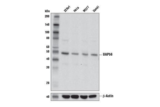 Western Blotting Image 1: UAP56 Antibody