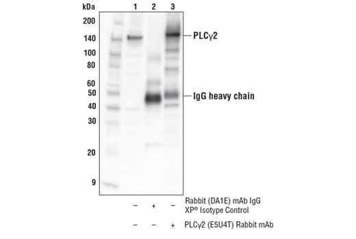 Immunoprecipitation Image 1: PLCγ2 (E5U4T) Rabbit mAb