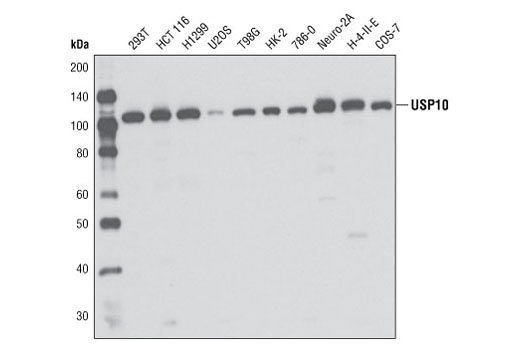 Western Blotting Image 1: USP10 Antibody