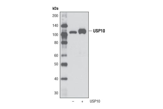 Western Blotting Image 2: USP10 Antibody