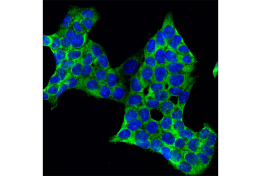 Immunofluorescence Image 1: USP10 Antibody