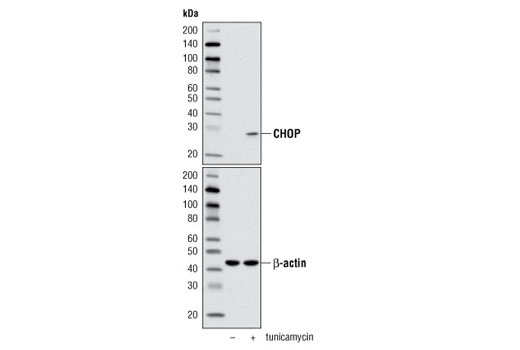  Image 6: C/EBP Antibody Sampler Kit