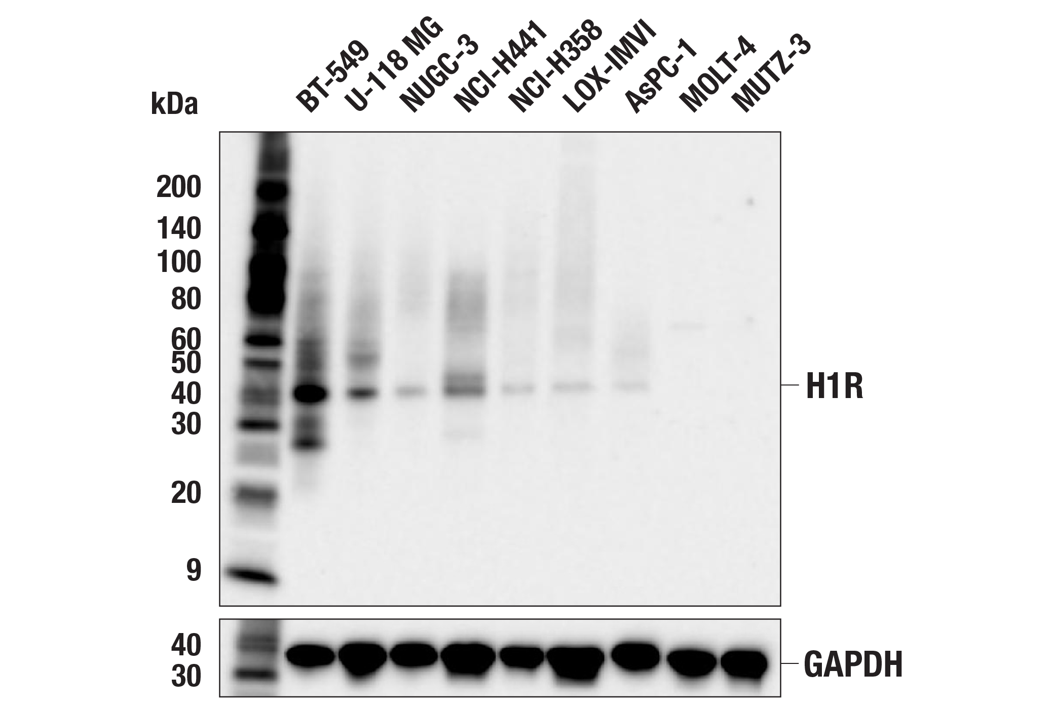 Western Blotting Image 1: Histamine H1 Receptor (F5Q1L) Rabbit mAb