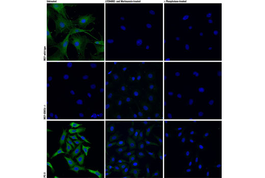 Immunofluorescence Image 1: Phospho-GSK-3β (Ser9) (D85E12) XP® Rabbit mAb