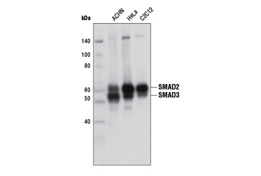 Western Blotting Image 1: SMAD2/3 (D7G7) XP® Rabbit mAb (BSA and Azide Free)