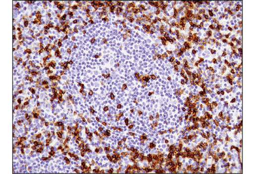 Immunohistochemistry Image 2: CD45RO (UCHL1) Mouse mAb