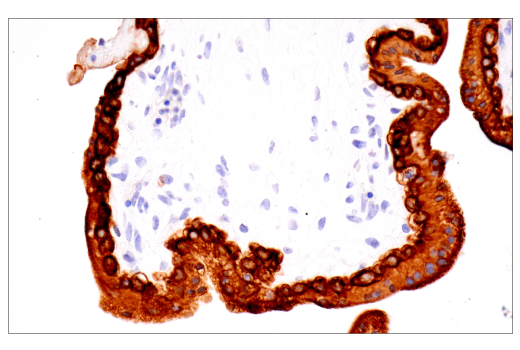 Immunohistochemistry Image 10: Keratin 7 (RN7) Mouse mAb