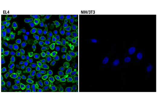 Immunofluorescence Image 2: PD-1 (D7D5W) XP® Rabbit mAb (Mouse Specific) (BSA and Azide Free)