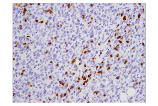 Immunohistochemistry Image 2: PD-1 (D7D5W) XP® Rabbit mAb (Mouse Specific) (BSA and Azide Free)