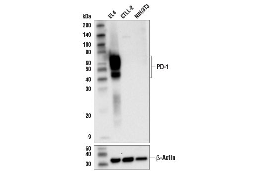 Western Blotting Image 1: PD-1 (D7D5W) XP® Rabbit mAb (Mouse Specific) (BSA and Azide Free)
