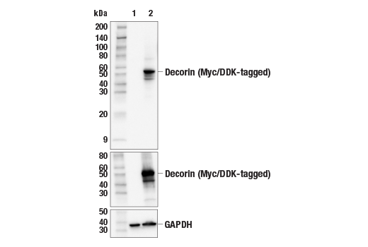 Western Blotting Image 2: Decorin (E2N2C) XP® Rabbit mAb (BSA and Azide Free)