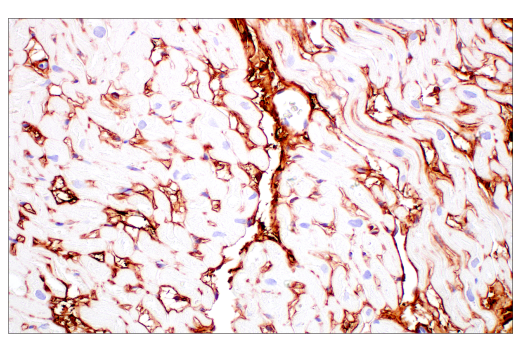 Immunohistochemistry Image 6: Decorin (E2N2C) XP® Rabbit mAb (BSA and Azide Free)