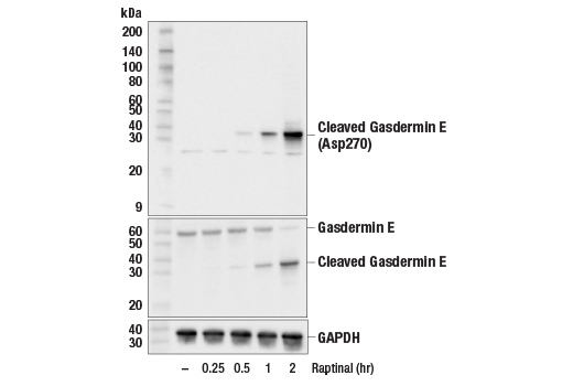  Image 9: Gasdermin Family Antibody Sampler Kit