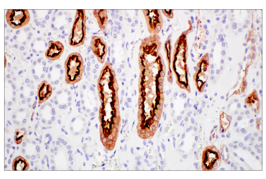 Immunohistochemistry Image 7: Villin-1 (CWWB1) Mouse mAb