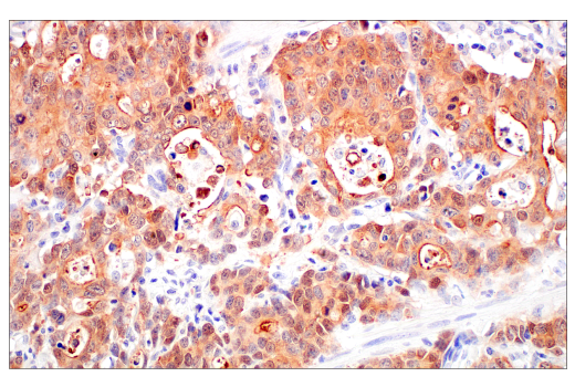 Immunohistochemistry Image 4: Villin-1 (CWWB1) Mouse mAb