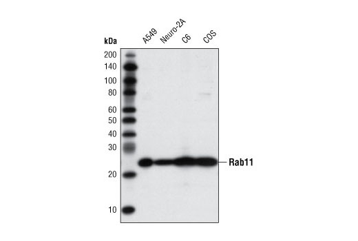  Image 7: LRP1-mediated Endocytosis and Transmission of Tau Antibody Sampler Kit