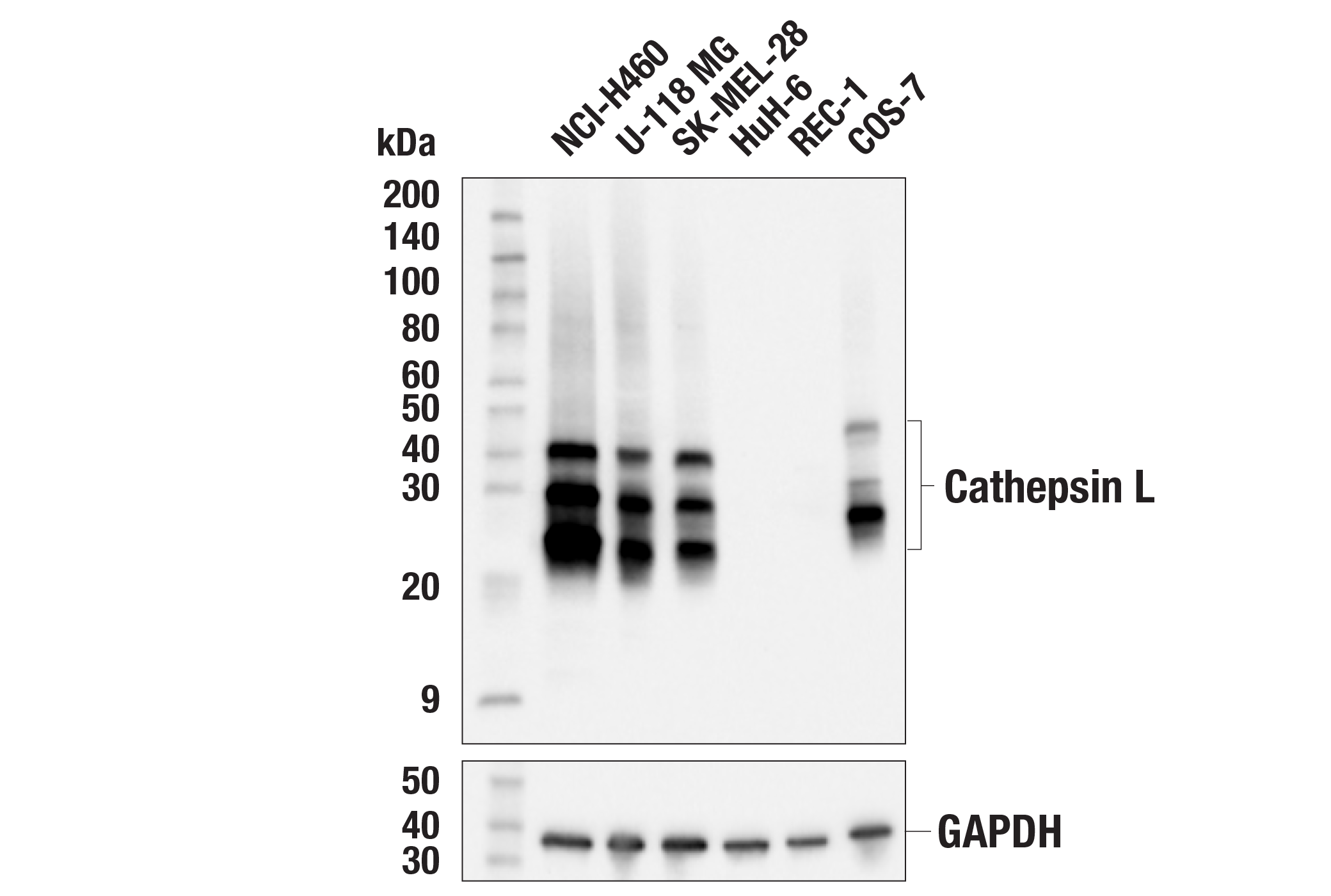 Western Blotting Image 1: Cathepsin L (E3R3P) Rabbit mAb
