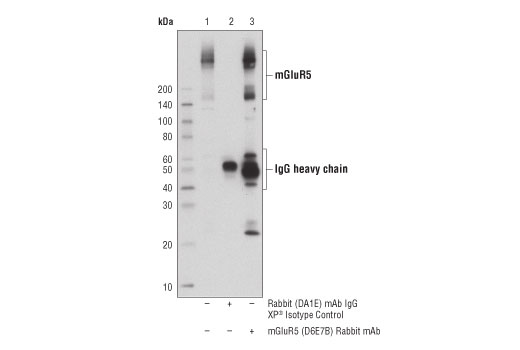 Immunoprecipitation Image 1: mGluR5 (D6E7B) Rabbit mAb