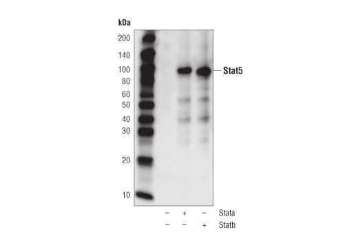 Western Blotting Image 2: Stat5 (D2O6Y) Rabbit mAb (BSA and Azide Free)