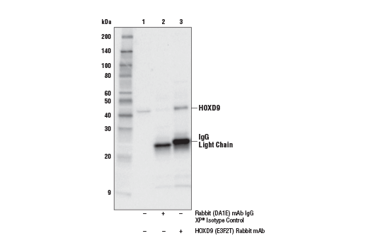 Immunoprecipitation Image 1: HOXD9 (E3F2T) Rabbit mAb