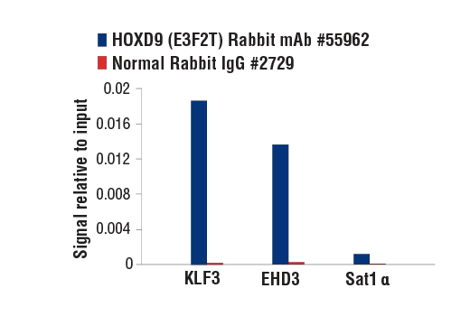 Chromatin Immunoprecipitation Image 1: HOXD9 (E3F2T) Rabbit mAb