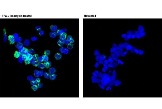 Immunofluorescence Image 1: IFN-γ (D3H2) XP® Rabbit mAb (BSA and Azide Free)