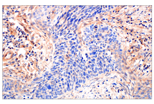 Immunohistochemistry Image 3: CD81 (D3N2D) Rabbit mAb