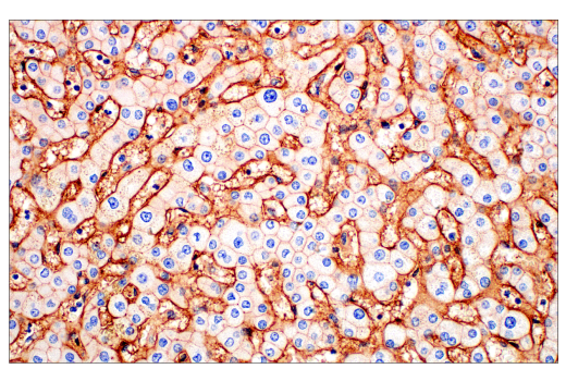 Immunohistochemistry Image 6: CD81 (D3N2D) Rabbit mAb