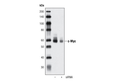  Image 14: c-Oncogene Antibody Sampler Kit