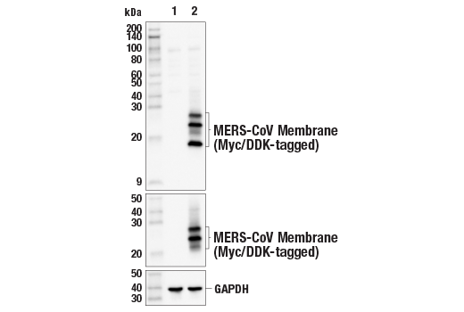 Western Blotting Image 1: MERS-CoV Membrane Protein (E2Z4Q) Rabbit mAb