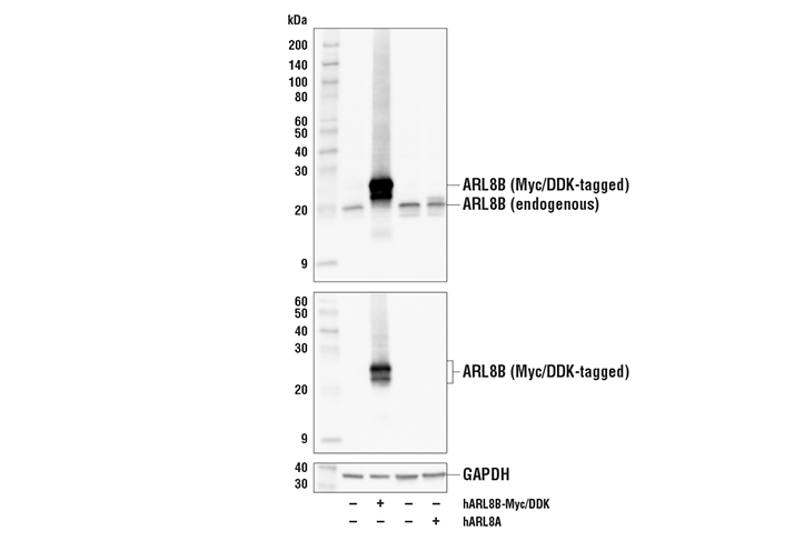 Western Blotting Image 2: ARL8B Antibody