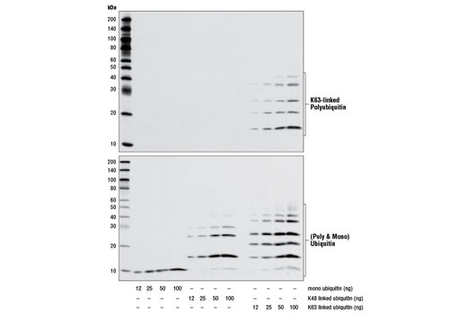  Image 16: Sequestosome Signaling Antibody Sampler Kit