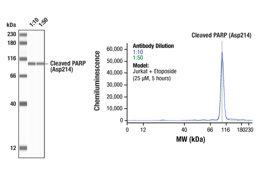  Image 1: PhosphoPlus® Cleaved PARP (Asp214) Antibody Duet