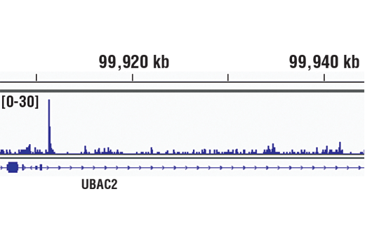 Chromatin Immunoprecipitation Image 1: IRF-8 (D20D8) Rabbit mAb