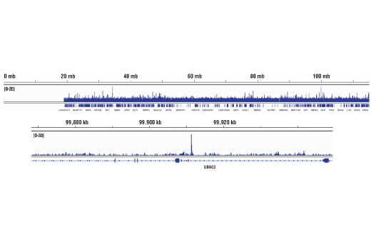 Chromatin Immunoprecipitation Image 2: IRF-8 (D20D8) Rabbit mAb