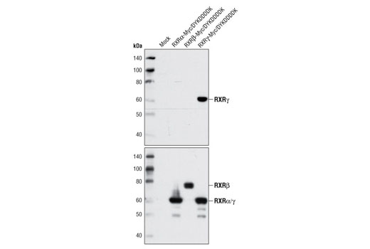  Image 2: Retinoic Acid and Retinoid X Receptors Antibody Sampler Kit