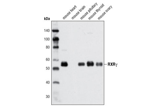Western Blotting Image 2: RXRγ Antibody