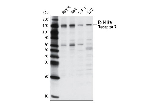  Image 3: Toll-like Receptor Antibody Sampler Kit