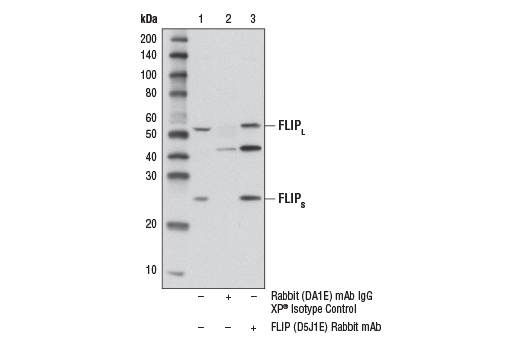 Immunoprecipitation Image 1: FLIP (D5J1E) Rabbit mAb