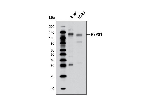 Western Blotting Image 1: REPS1 Antibody