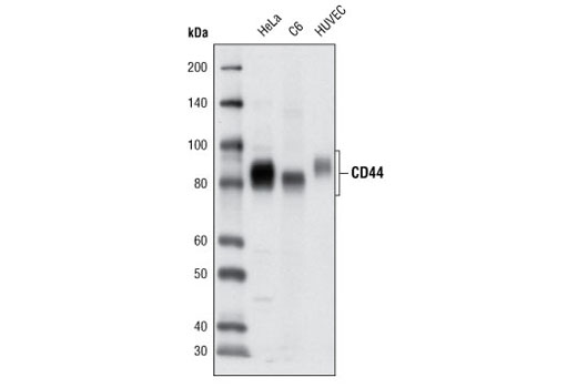 Western Blotting Image 1: CD44 (8E2) Mouse mAb