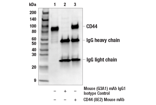 Immunoprecipitation Image 1: CD44 (8E2) Mouse mAb
