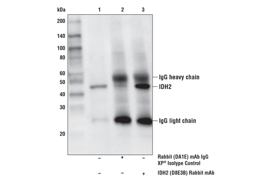  Image 16: Tricarboxylic Acid Cycle Antibody Sampler Kit