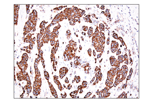 Immunohistochemistry Image 1: IDH2 (D8E3B) Rabbit mAb