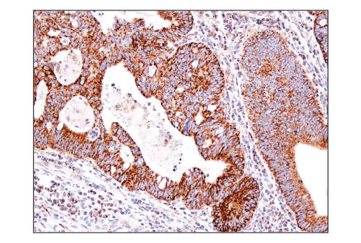 Immunohistochemistry Image 3: IDH2 (D8E3B) Rabbit mAb
