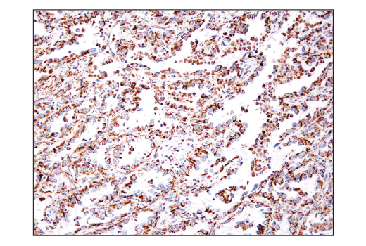 Immunohistochemistry Image 6: IDH2 (D8E3B) Rabbit mAb