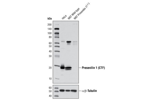  Image 1: γ Secretase Antibody Sampler Kit