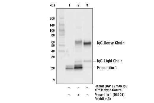 Immunoprecipitation Image 1: Presenilin 1 (D39D1) Rabbit mAb