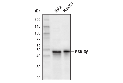 Western Blotting Image 1: GSK-3β (27C10) Rabbit mAb (Biotinylated)
